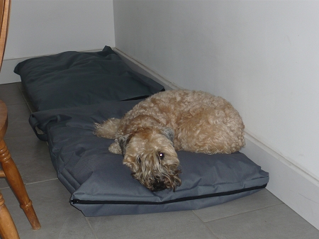 dog ruff customer testimonials
